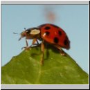 Harmonia axyridis - Asiatischer Marienkaefer 31.jpg
